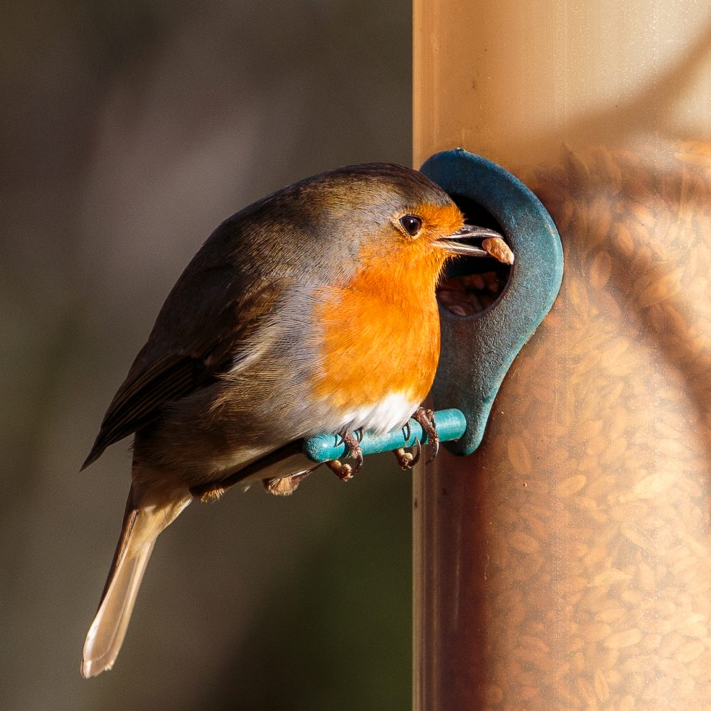 A robin feeding.