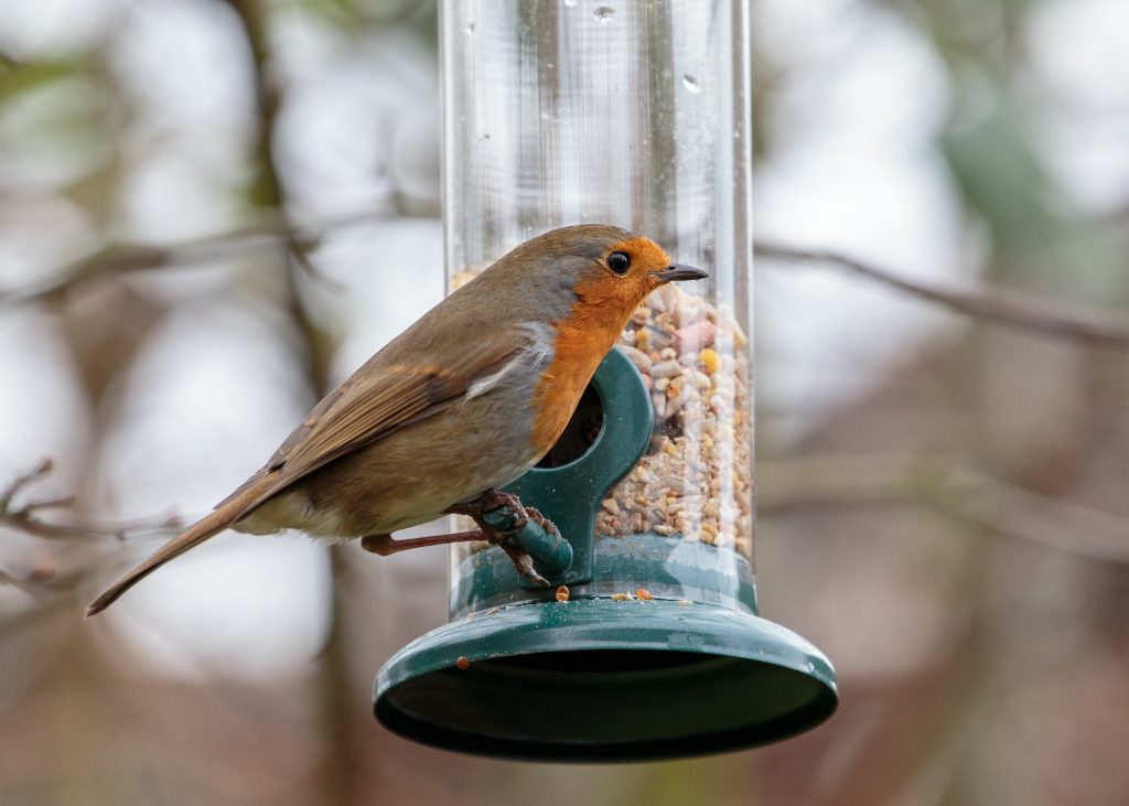 Robin on bird feeder.