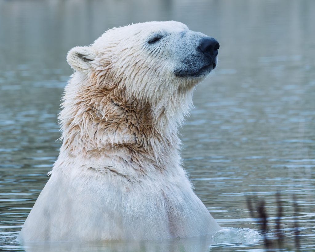 Polar Bear.