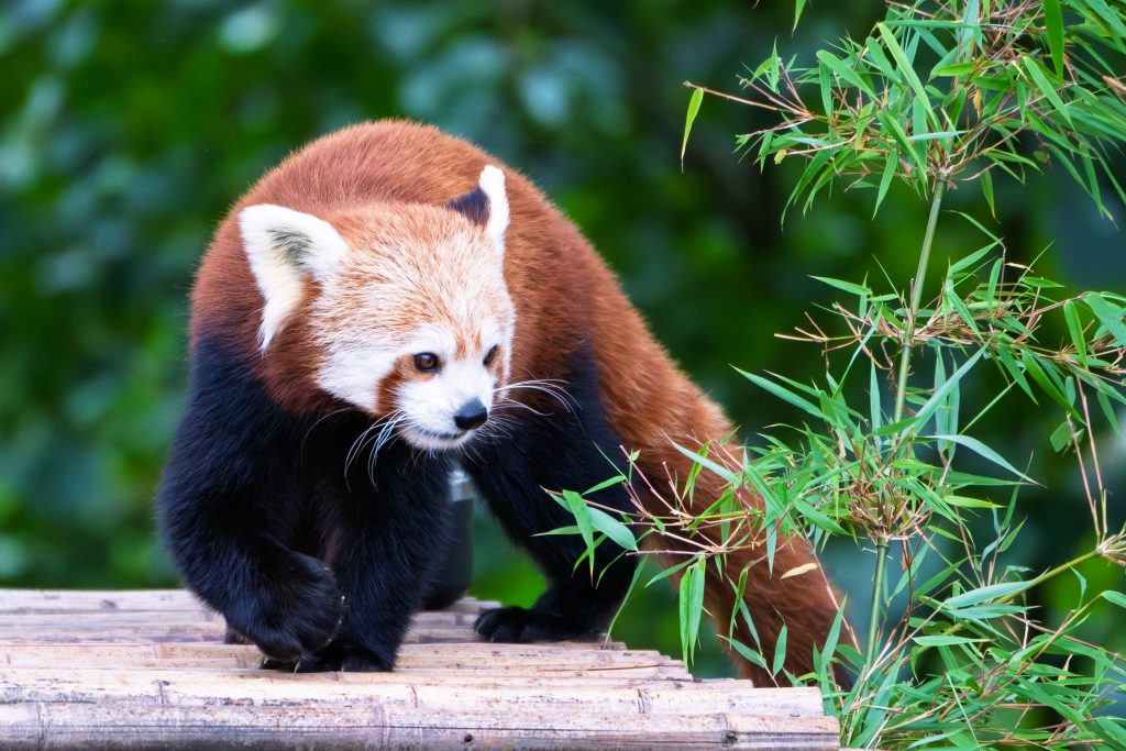 Red Panda