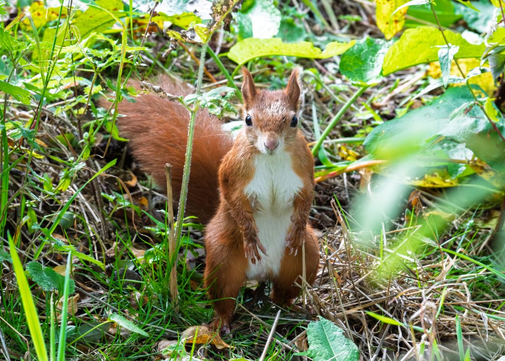 Red squirrel