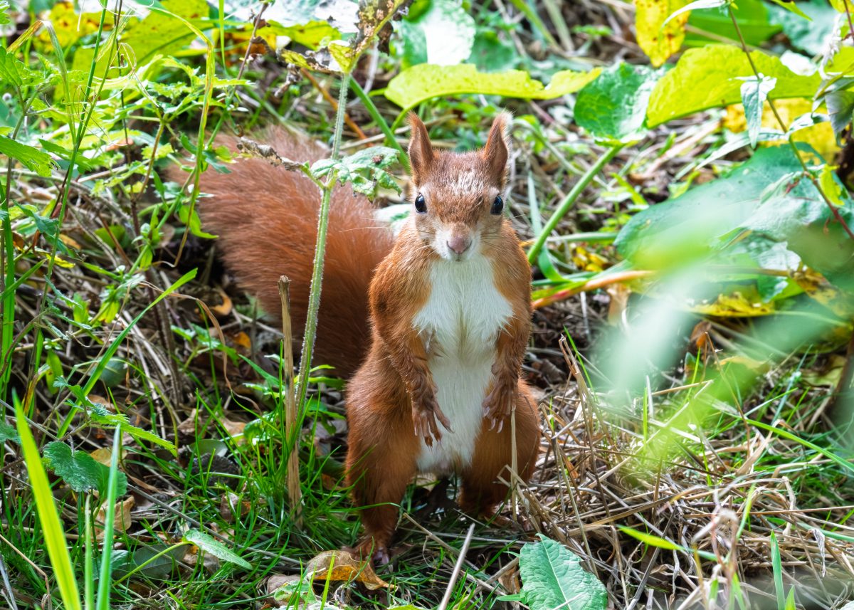 Peak Wildlife Park